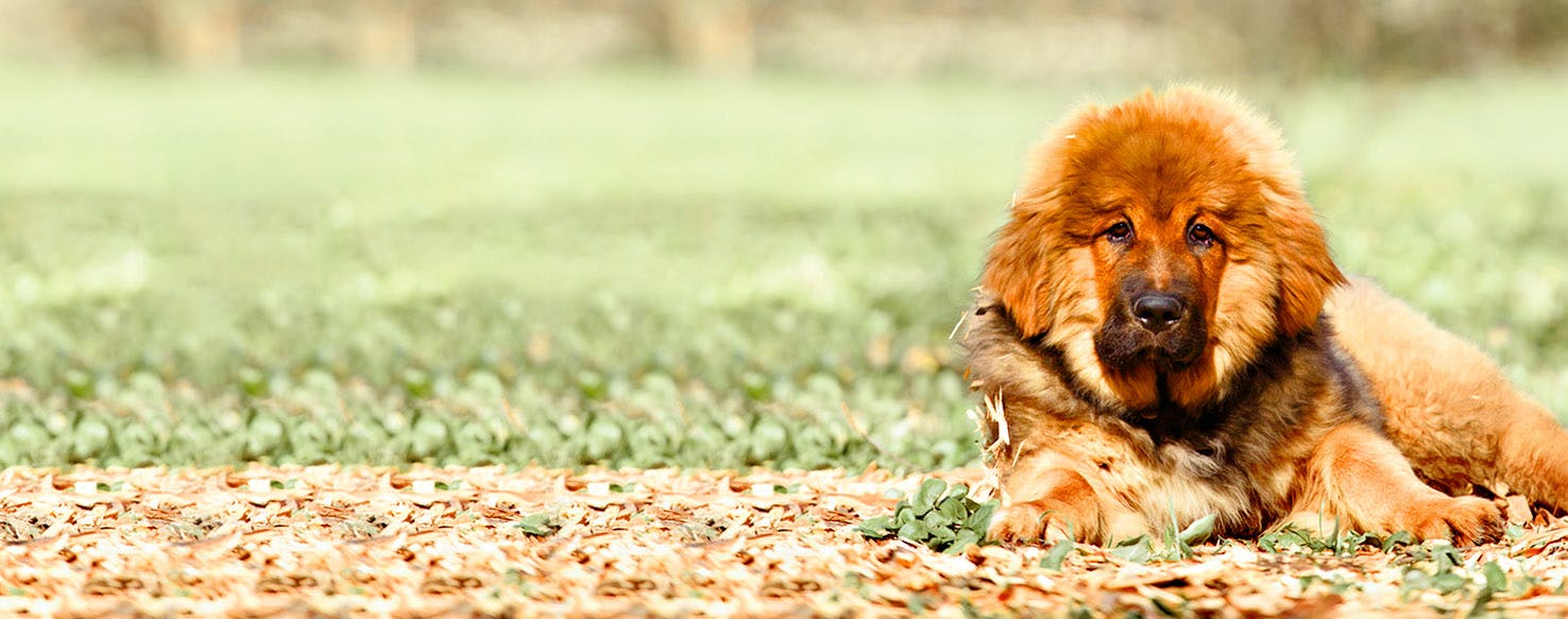 Dog Names Meaning Lightning Popular Male and Female Names Wag!